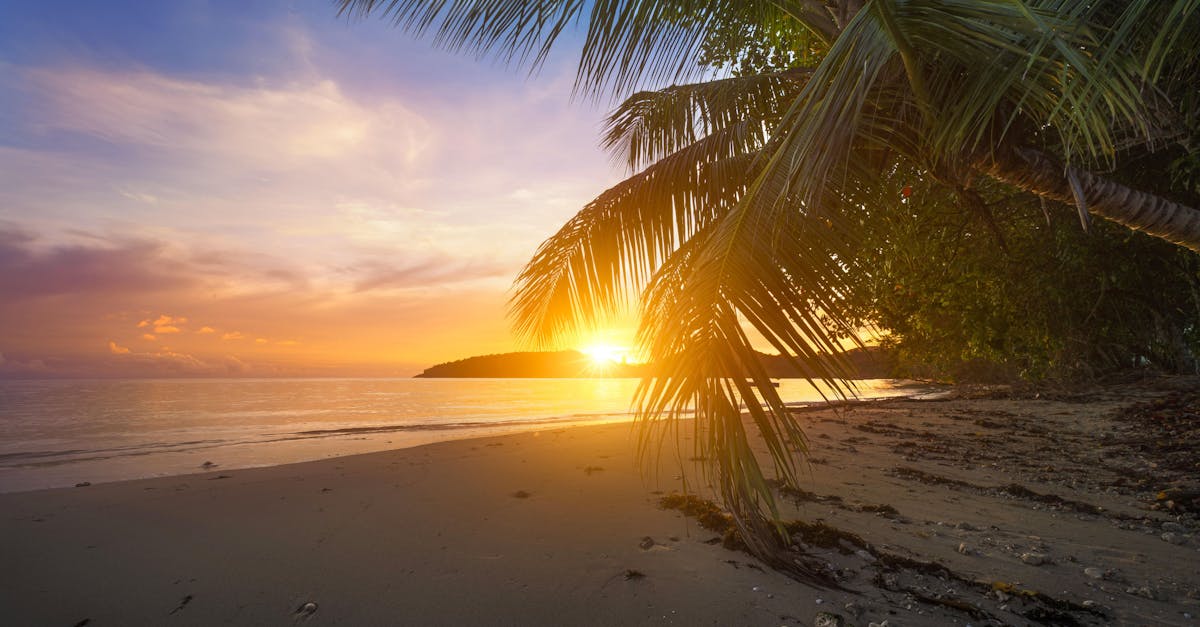 Serene tropical beach scene with palm trees at sunset, perfect for relaxation themes.