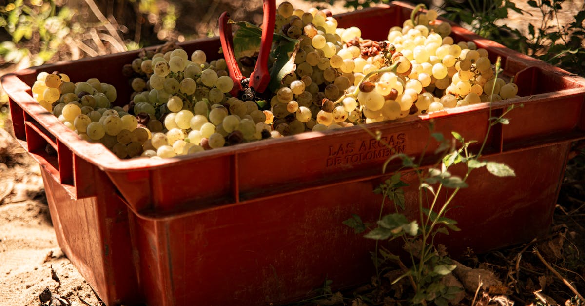 Close-up view of freshly harvested grapes in a red crate outside, sunlight casting shadows.