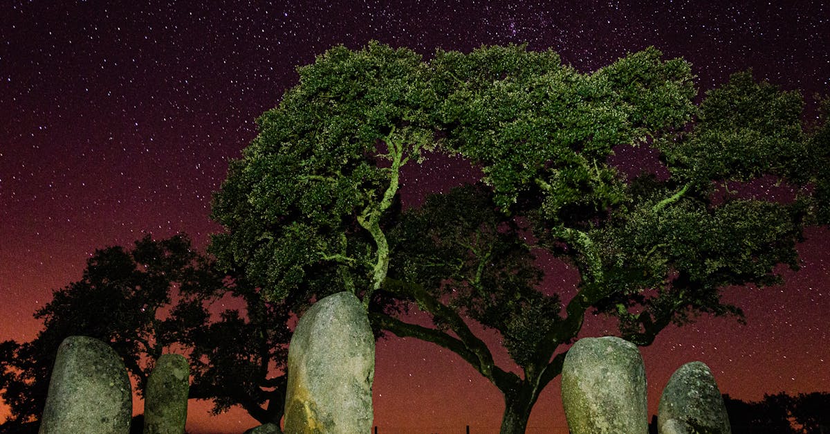 Scenic night view of prehistoric stones and oak tree under starry sky in Évora, Portugal.