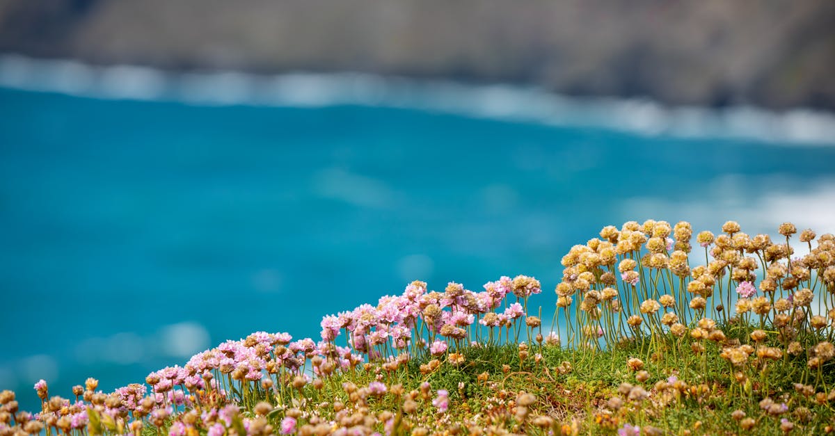 Vibrant wildflowers bloom on a cliffside overlooking the ocean, capturing nature's serenity.