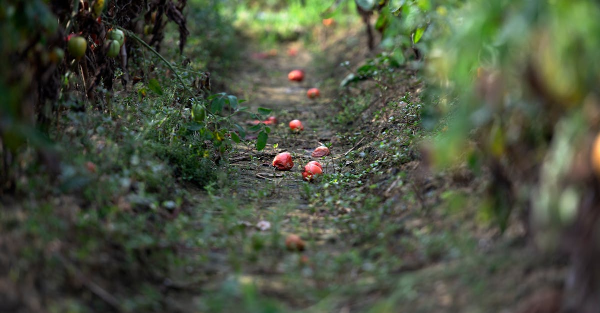 A scenic view of an overgrown tomato garden path with fallen ripe tomatoes under sunlight.