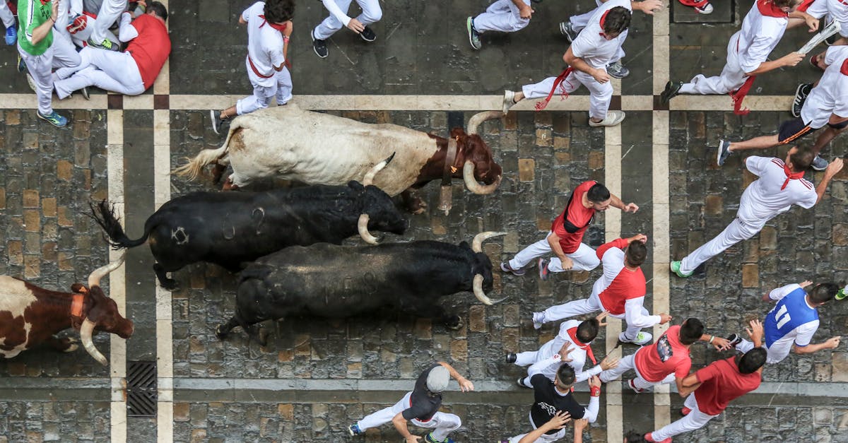 Aerial view of people running with bulls during the famous festival in Spain.