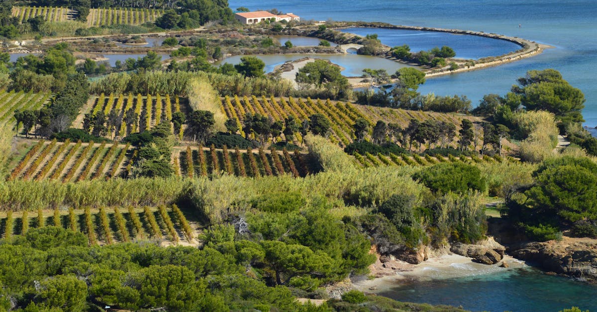 Scenic aerial view of a coastal vineyard with lush greenery and water bodies.