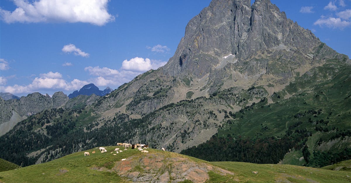 Breathtaking summer landscape of Pic du Midi d'Ossau with grazing cattle in Laruns, France.