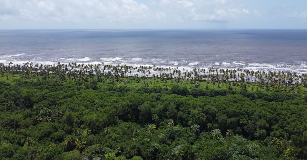 Stunning aerial view of a lush tropical coastline in Trinidad with palm trees and ocean waves.