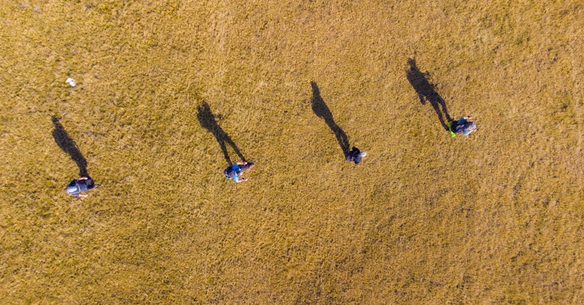 Top view of people walking on grass casting long shadows in Zenica, Bosnia.