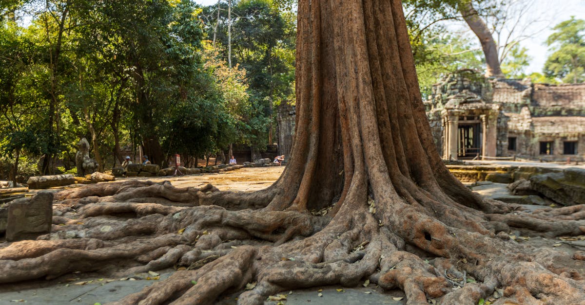 A large tree with sprawling roots envelops ancient temple ruins at Ta Prohm, Cambodia.