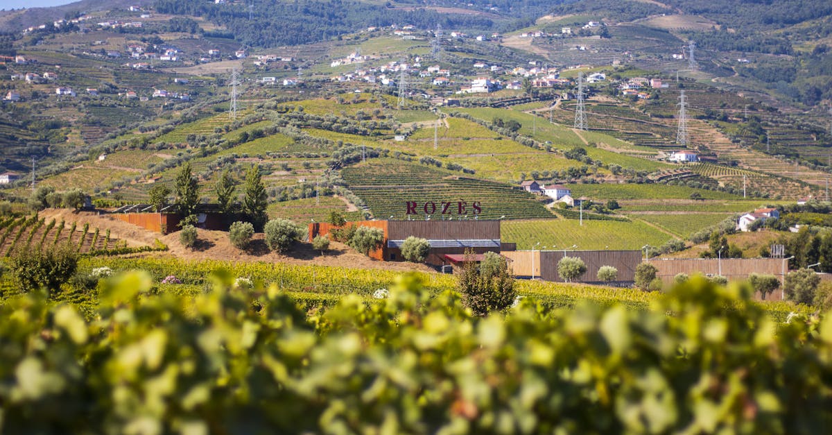 A stunning view of vineyard fields with lush greenery and scenic hills, perfect for wine production imagery.