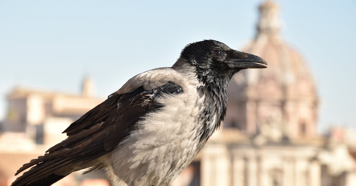Close-up of a hooded crow with St. Peter's Basilica in the background in Rome, Italy.