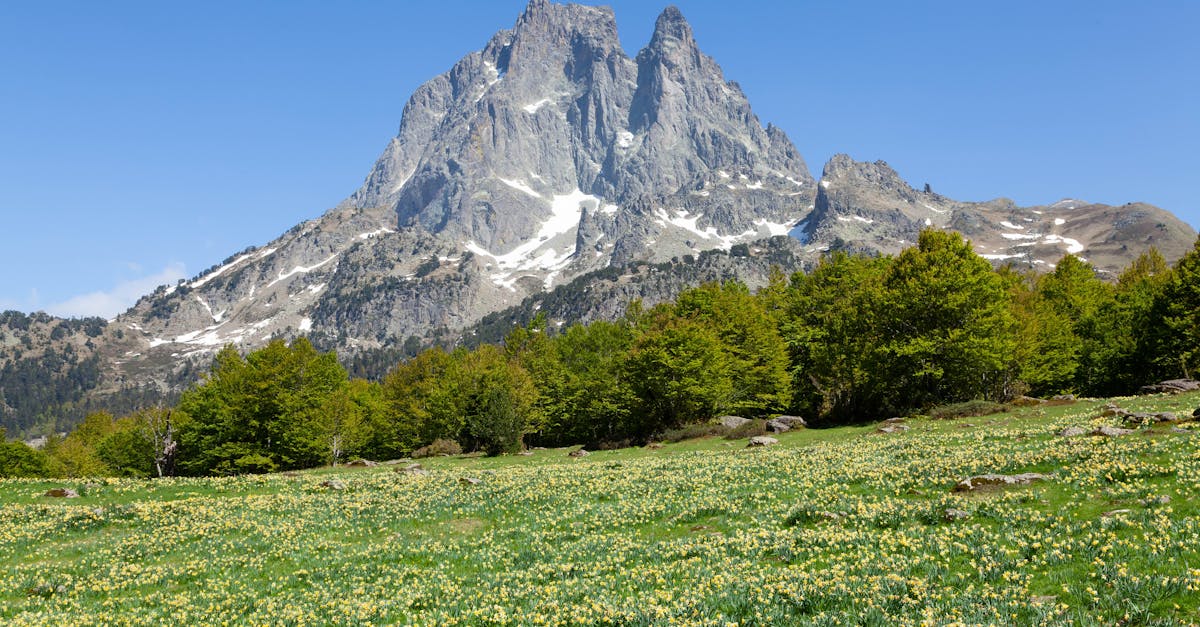 Scenic mountain landscape with blooming flowers in Laruns, Nouvelle-Aquitaine, France.