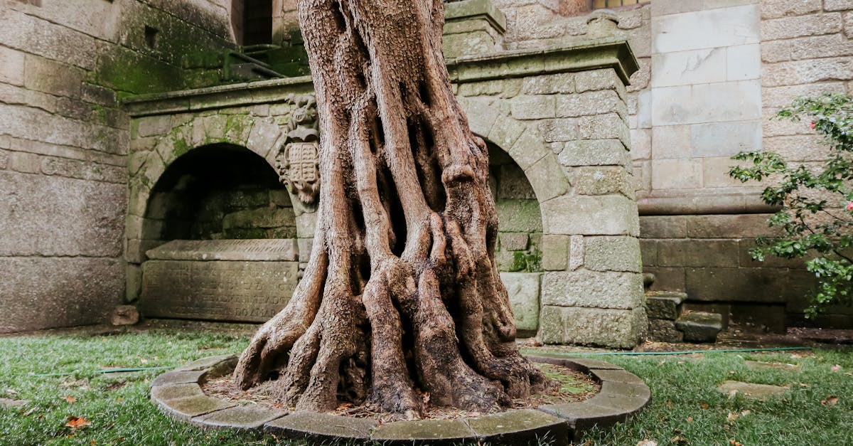 Discover the beauty of an ancient olive tree in a historic stone courtyard in Guimarães, Portugal.