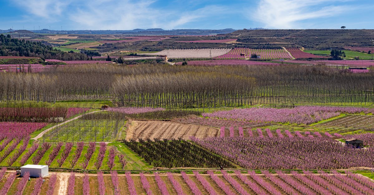 A vibrant aerial landscape showcasing lush, colorful cropland in full bloom under a bright blue sky.
