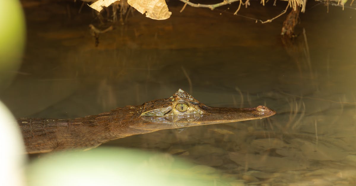 An exotic gharial crocodile stealthily swims partially submerged in a pond.