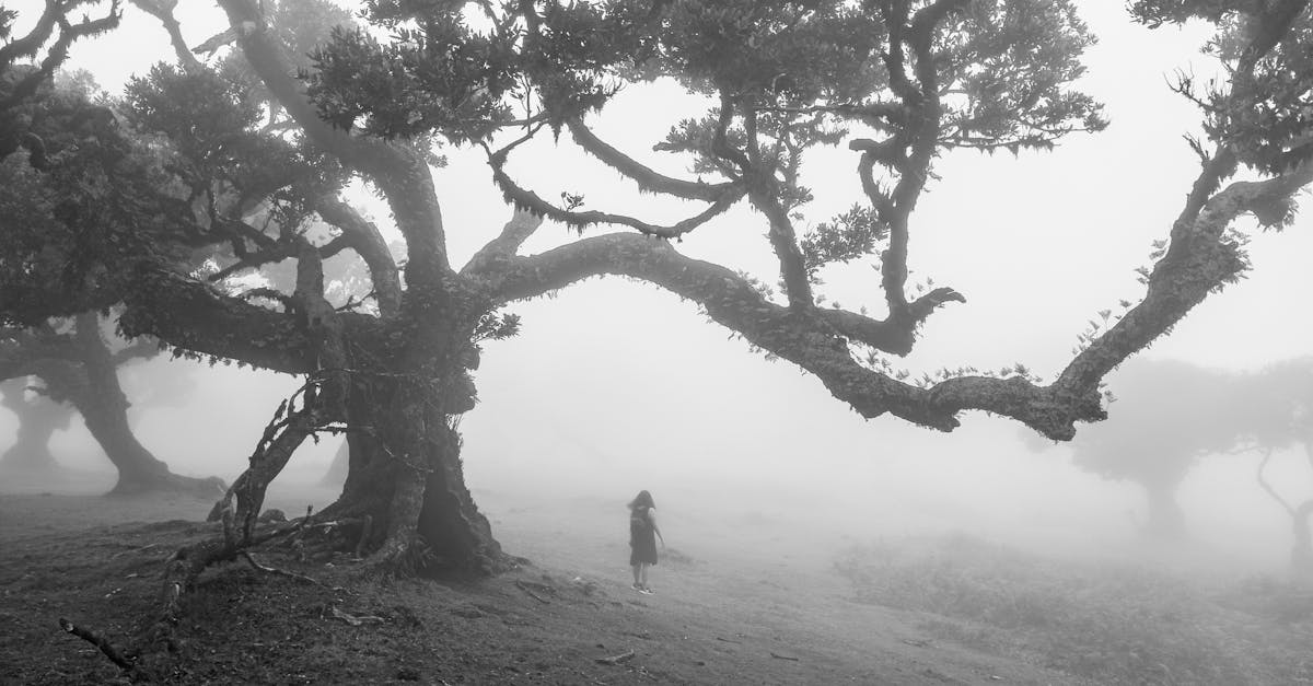 A solitary figure walks through a foggy forest, creating a surreal and mysterious atmosphere.
