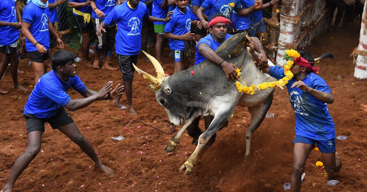 Dynamic scene of a Jallikattu bull taming event in Madurai, Tamil Nadu.