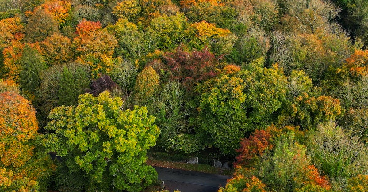 Aerial shot of a colorful forest in fall, showcasing vibrant autumn foliage.