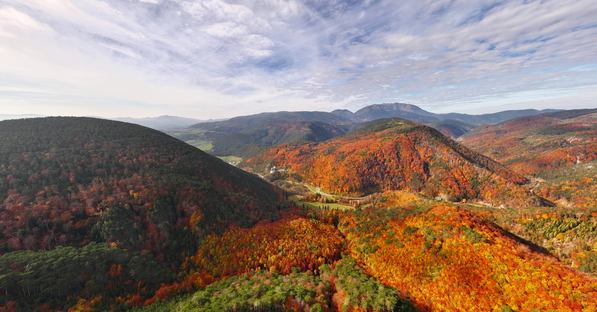 Breathtaking aerial view of a forest with vibrant autumn colors under a vast sky.