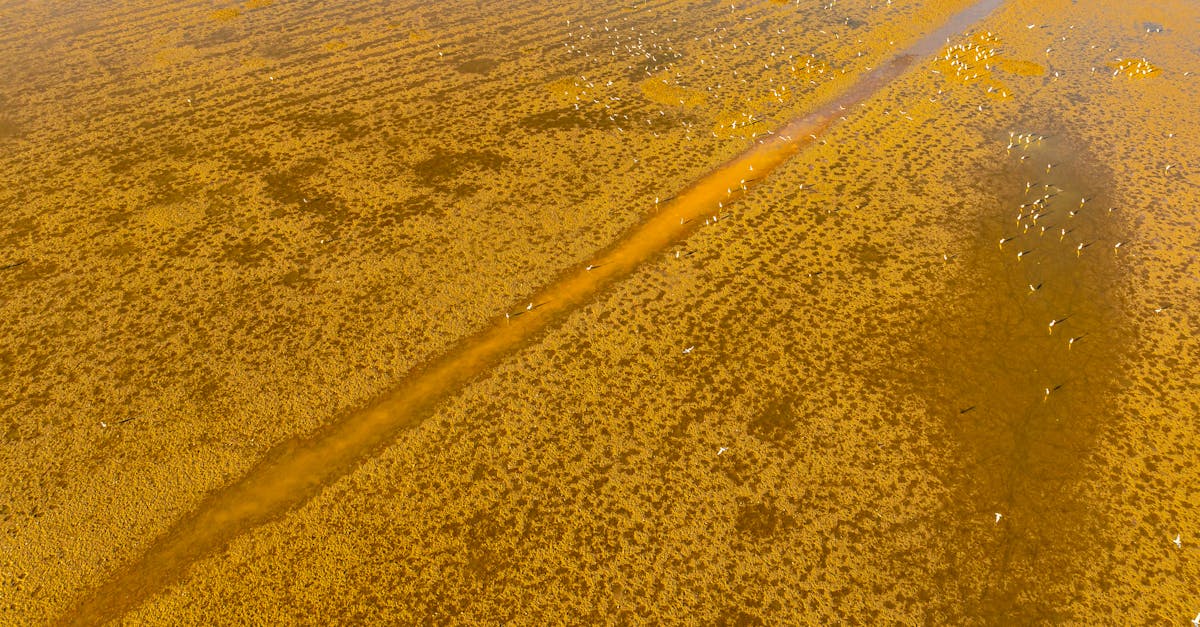 Stunning aerial view of golden wetlands in Garešnica, Croatia, highlighting natural textures and autumn hues.