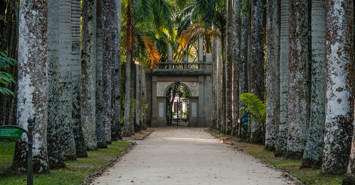 Stunning view of Royal Palms lining the path in Rio de Janeiro's Botanical Garden, Brazil.