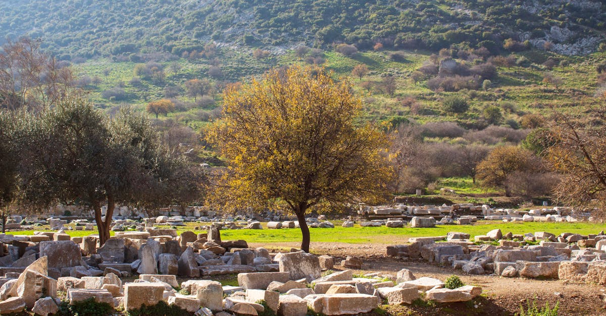 Scenic view of ancient ruins and olive trees under a clear sky in Ephesus, Turkey.