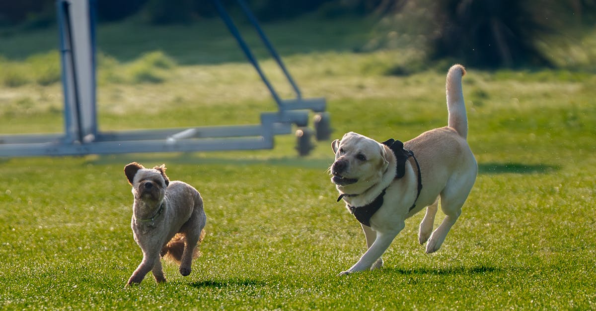 Two dogs energetically running on green grass in a sunny outdoor park, enjoying a playful chase.