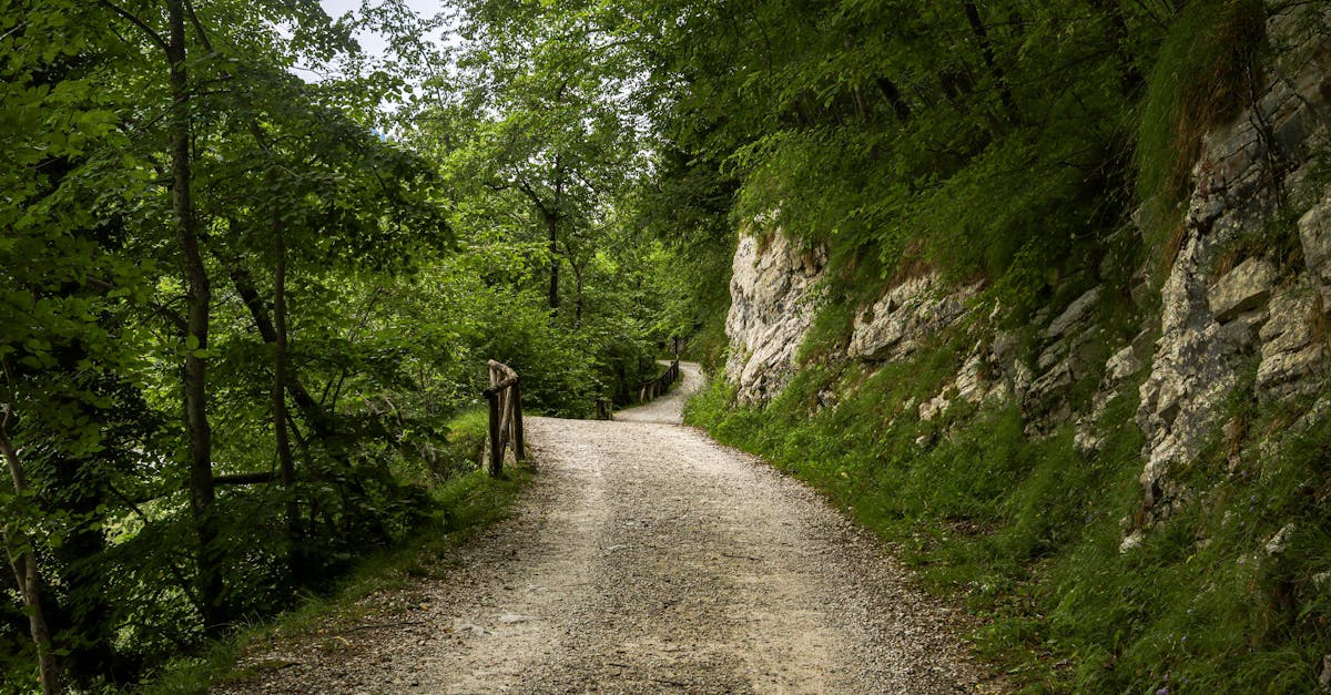 Peaceful gravel path winding through dense green forest, ideal for a nature walk.