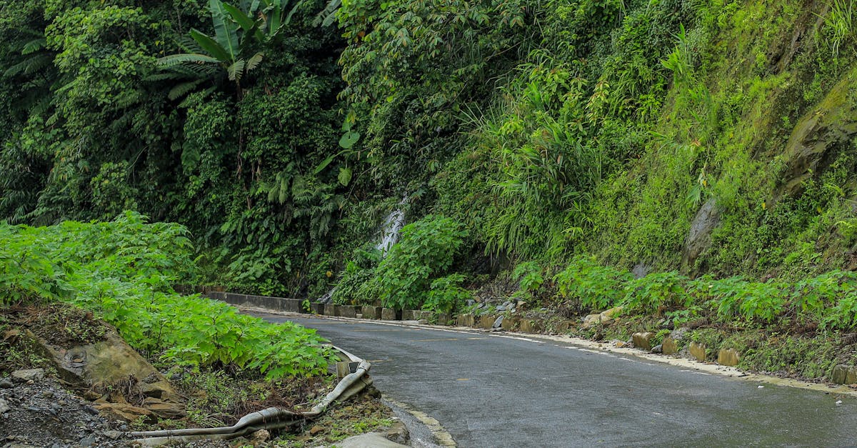 Lush green jungle road in Vietnam, showcasing vibrant foliage during the rainy season.