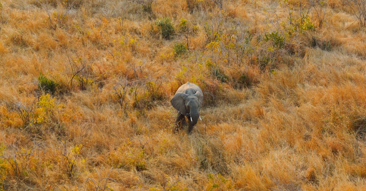 Majestic African elephant grazing in dry South African savannah, captured from above.