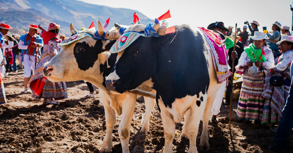 Cows adorned in traditional attire during a cultural festival in Caylloma, Arequipa, Peru.