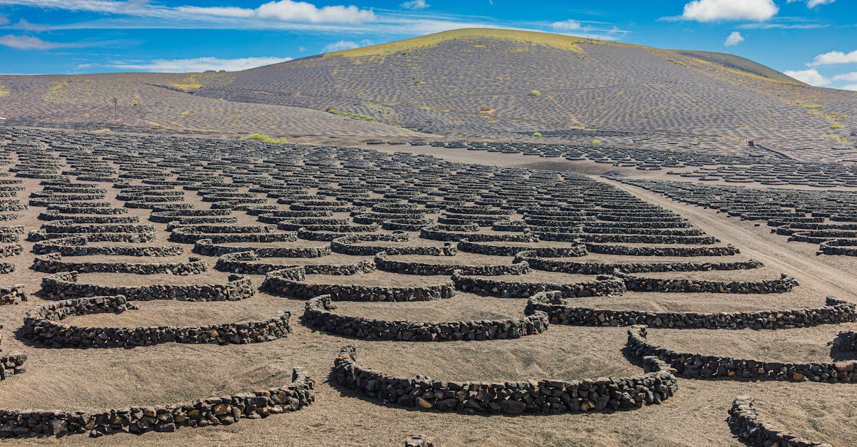View of La Geria's distinctive vineyard landscape with circular stone walls on volcanic soil under a blue sky.