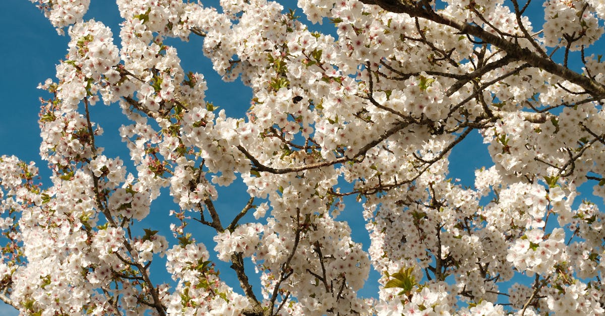 Stunning white cherry blossoms in full bloom under a vivid blue sky in springtime.
