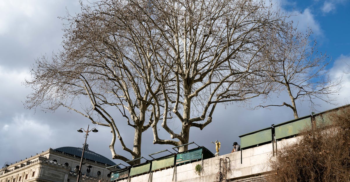 Bare winter trees against a dramatic cloudy sky in Paris, showcasing urban architecture.