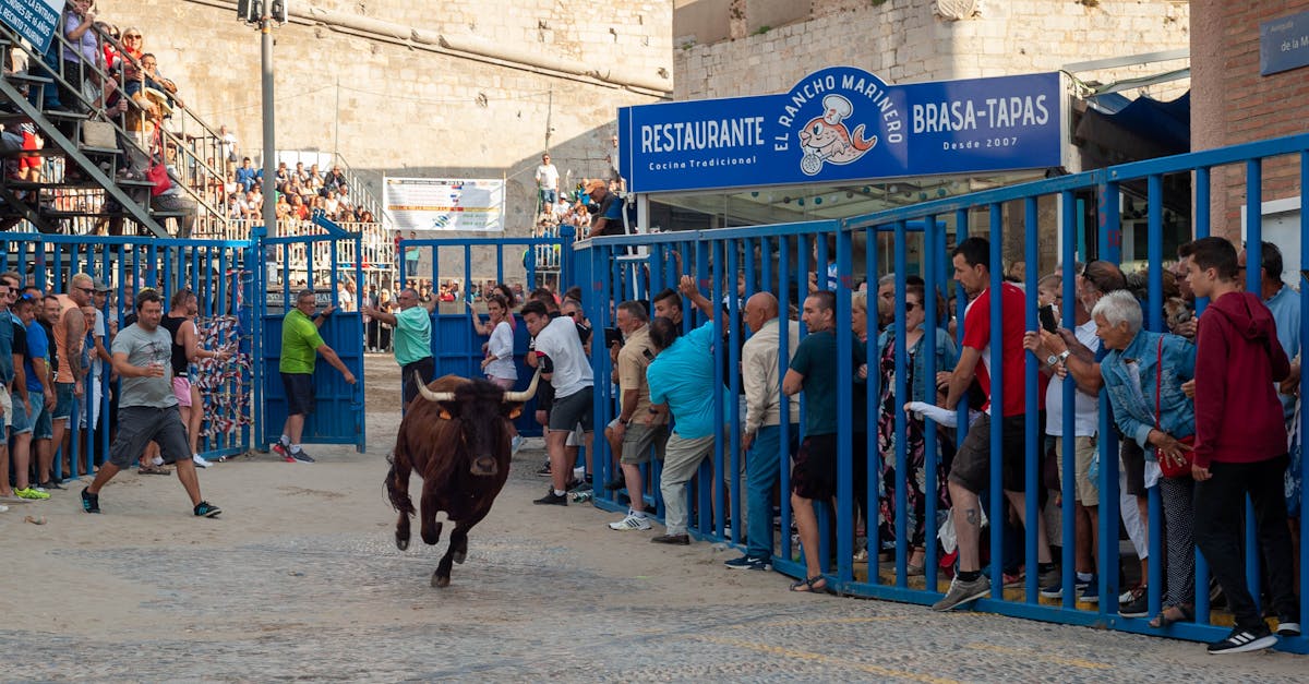 Exciting running of the bulls event in Peñíscola, Spain, capturing vibrant cultural tradition.