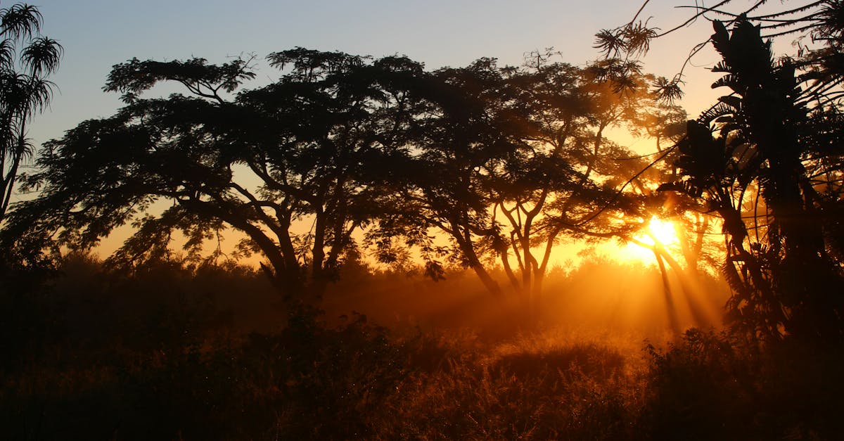 Captivating sunrise with sunbeams shining through lush forest trees, creating a magical golden glow.