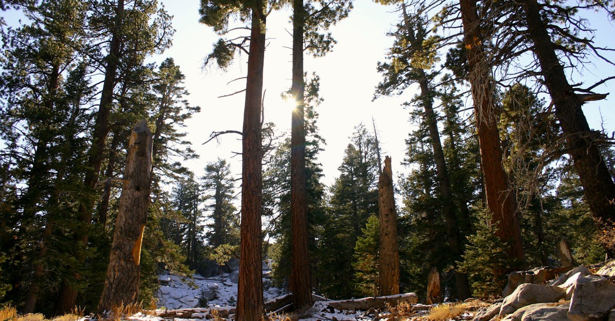 Capture the serene beauty of a snow-dusted winter forest with sunlight filtering through towering trees.