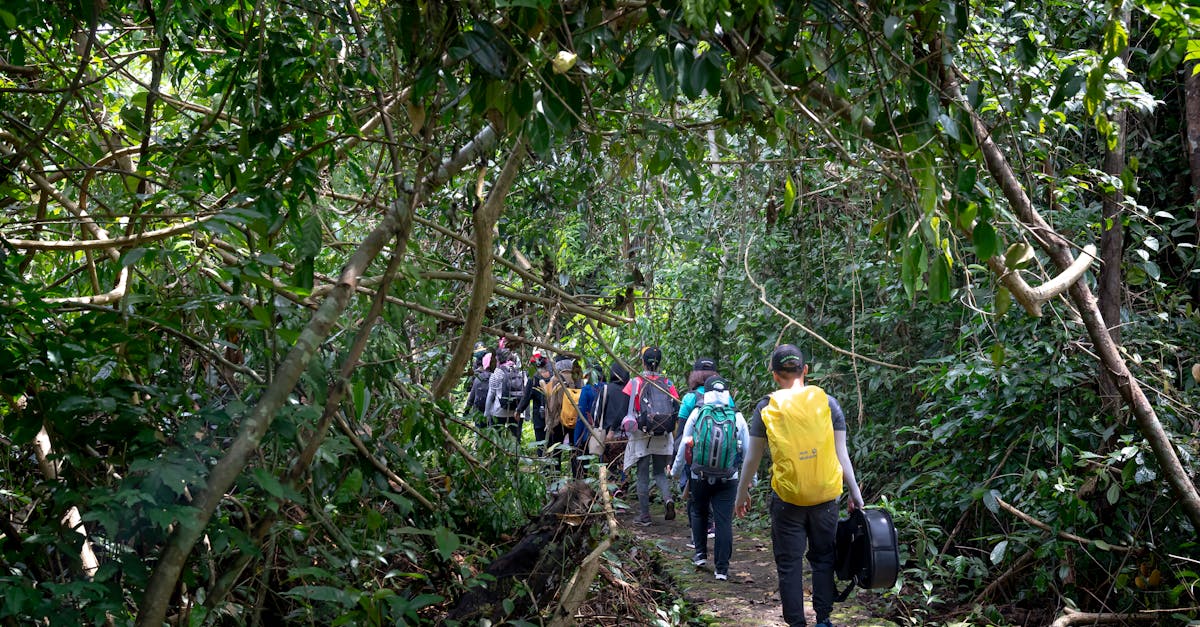 Back view of unrecognizable tourists with backpacks strolling on pathway among lush tropical rainforest