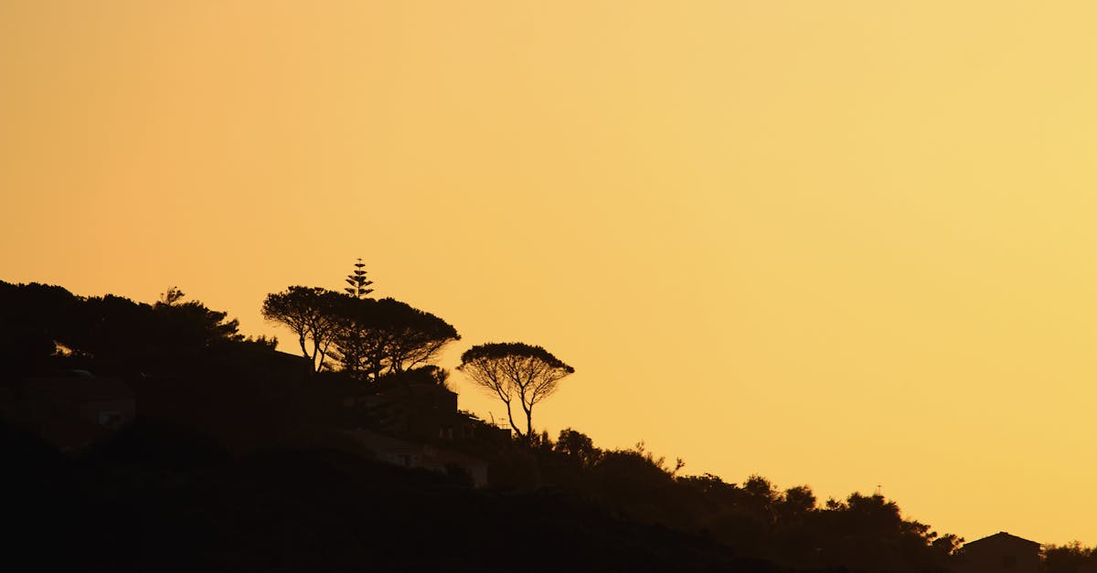 Silhouettes of tall trees growing on grassy hill slope against yellow sky in sundown time in darkness in nature outside