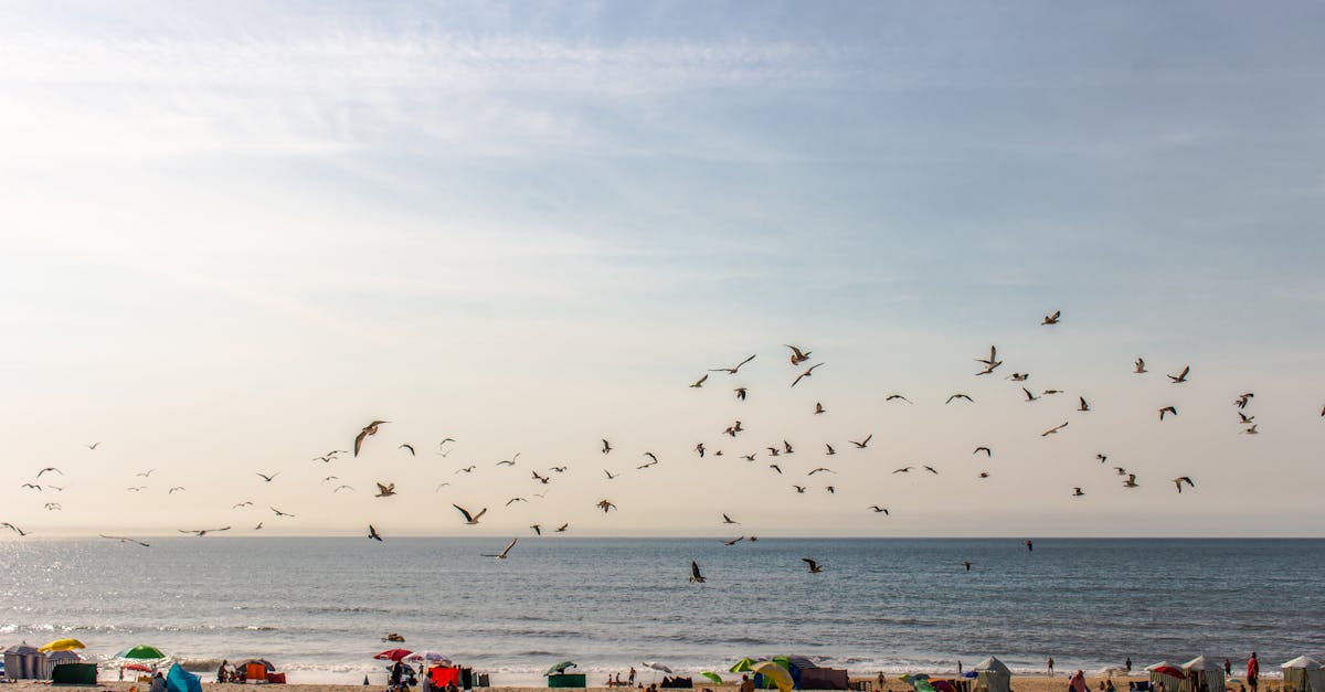 A vibrant beach with seagulls flying over and people enjoying the sunny day by the sea.