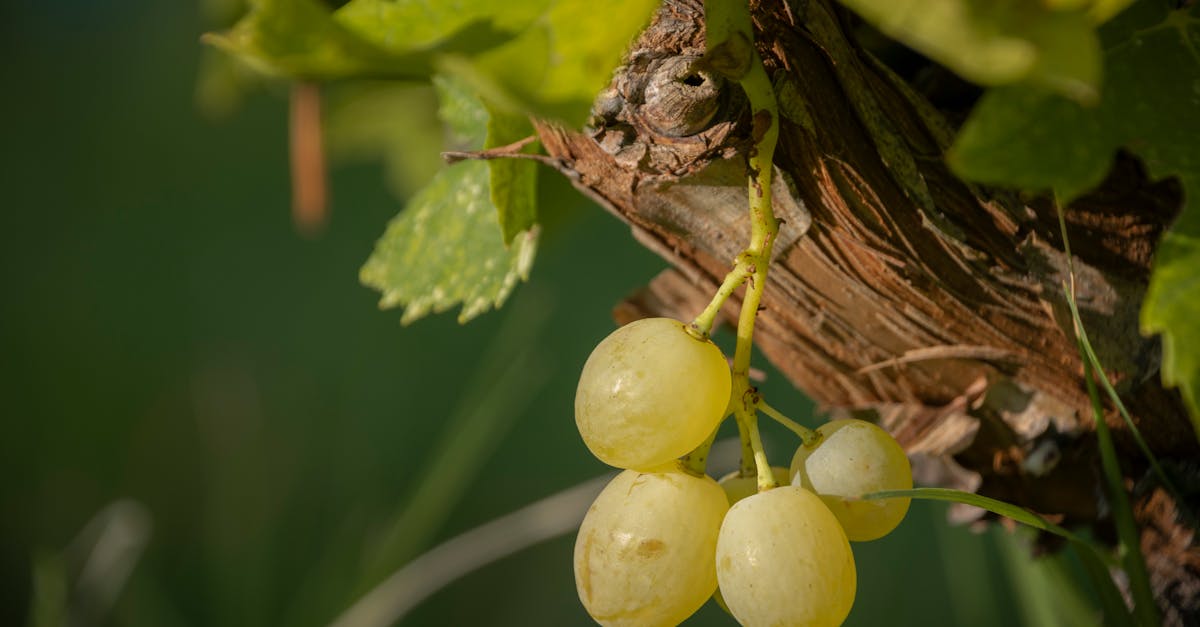 Vibrant close-up of fresh organic grapes growing on a vine in natural sunlight.