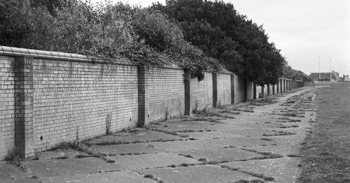 Monochrome image of a long brick wall with overgrown vegetation, offering a sense of depth.