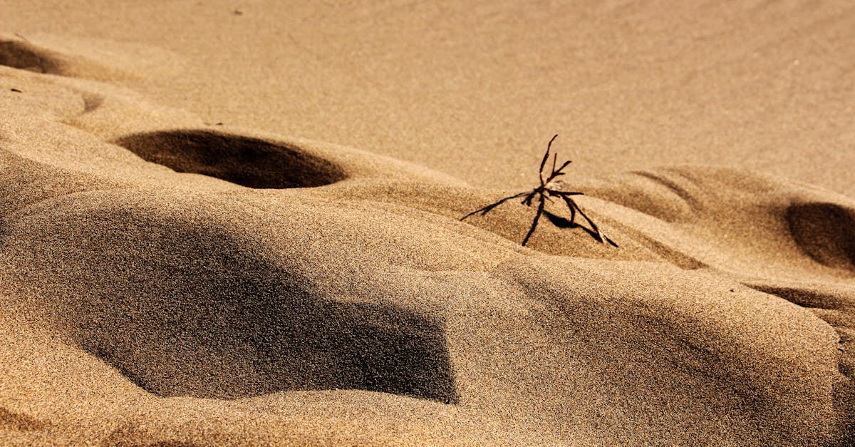 A close-up of Iran's arid desert with sand dunes and a dried twig under the sun.