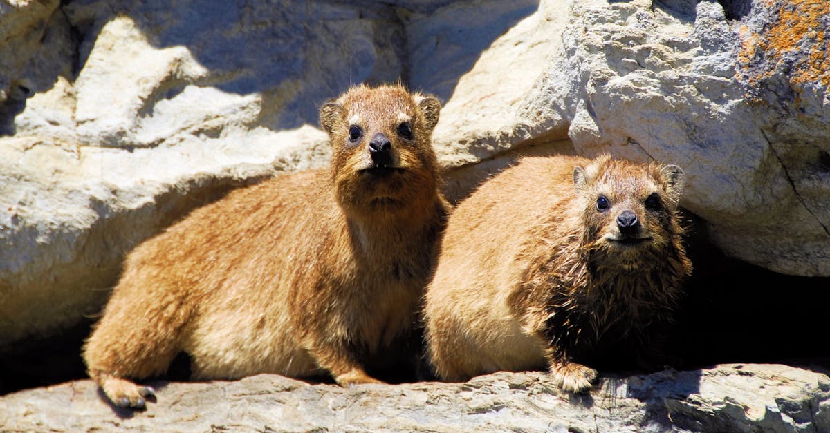 Two rock hyraxes basking in sunlight on rocky terrain.
