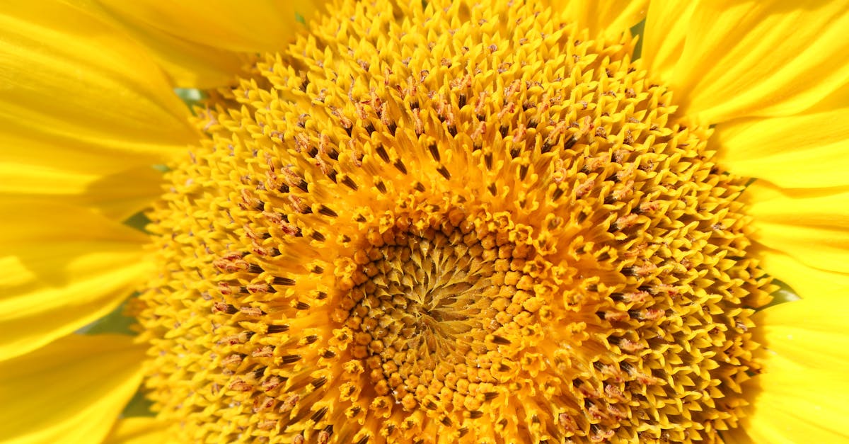 Detailed close-up of a vibrant yellow sunflower in full bloom, showcasing its intricate patterns.