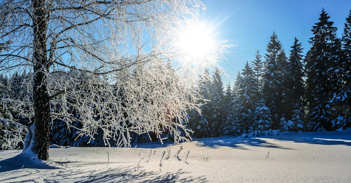 Captivating winter forest scene with sunlight streaming through snow-covered trees.